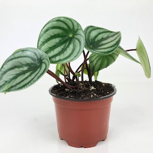 Watermelon Peperomia (Peperomia argyreia) 4" Pot