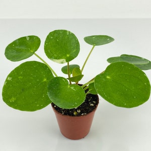 Variegated Pilea peperomioides 'White Splash' (2" Pot/Starter Plant) - US Seller