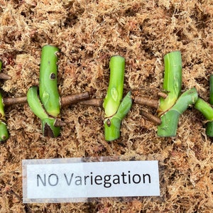 May include: Five green plant cuttings with visible nodes and roots, arranged on a bed of brown moss. The cuttings are labeled "NO Variegation" on a white label.