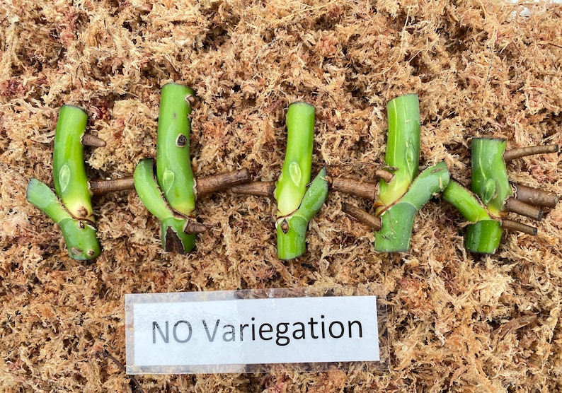 May include: Five green plant cuttings with visible nodes and roots, arranged on a bed of brown moss. The cuttings are labeled "NO Variegation" on a white label.