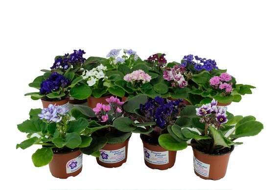 Assorted Colors IN BLOOM House plant in 4 Pots 2 African Violet Live Plants Assorted Colors IN BLOOM House plant in 4 Pots 2 African Violet Live Plants