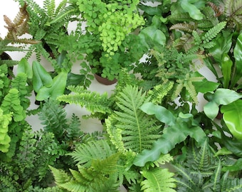 Fern Variety Pack (4 Plants) (4" Pots)