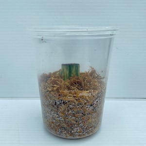 May include: A clear plastic cup containing a plant cutting with a green and yellow stem, surrounded by brown moss. The cup is filled with water droplets.