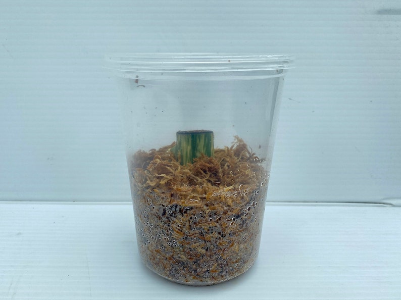 May include: A clear plastic cup containing a plant cutting with a green and yellow stem, surrounded by brown moss. The cup is filled with water droplets.