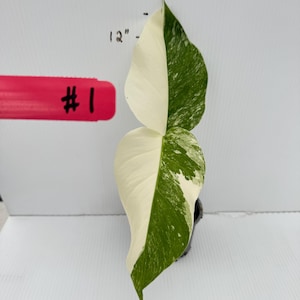 Variegated Monstera Albo Rooting Node (4&quot; Pot)