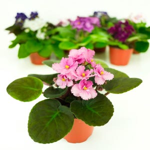 Optimara African Violet (1 Plant) 4" Pot | Assorted Varieties| Grower's-Choice