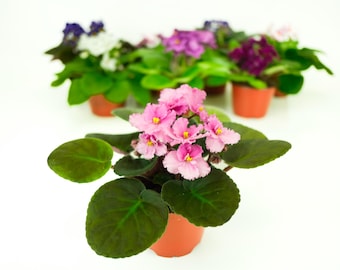 Optimara African Violet (1 Plant) 4" Pot | Assorted Varieties| Grower's-Choice