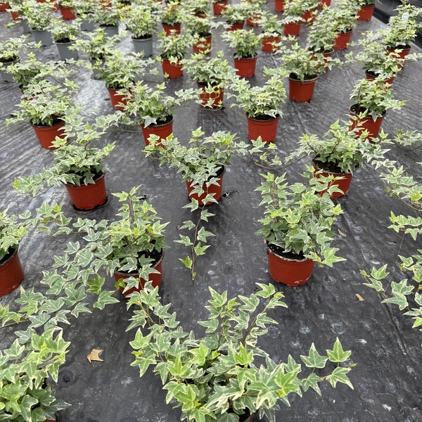 Variegated English Ivy (20 Plants) 'Hedera helix' (4" Pots) (Bulk/Wholesale)