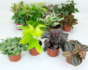 Houseplant Variety Pack (4 Plants) (4" Pots)*Easy Care *Assorted Tropical Foliage *Clean Air Plants