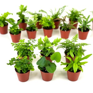 Mini Fern Plants (6 Plants) (2&quot; Pots) Terrariums | Fairy Gardens | Assorted Varieties
