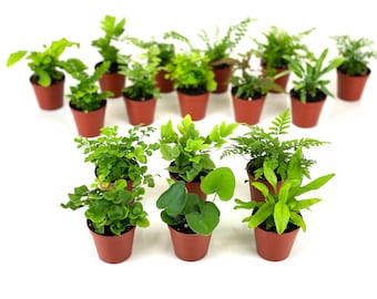 Mini Fern Plants (6 Plants) (2" Pots) Terrariums | Fairy Gardens | Assorted Varieties