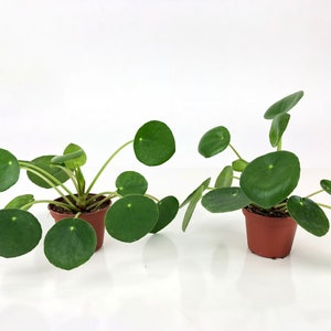 Set of 2 Pilea Peperomioides Plants (2&quot; Pots)