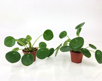 Set of 2 Pilea Peperomioides Plants (2" Pots)