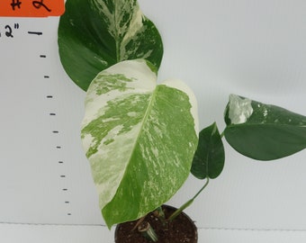 Variegated Monstera Albo Rooting Node (4" Pot)