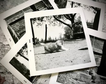 Adorable Black And White Photographs Fluffy Kitten Kitty Playing With String Outdoors Dated August 1961 60s 1960s Your Choice Ephemera