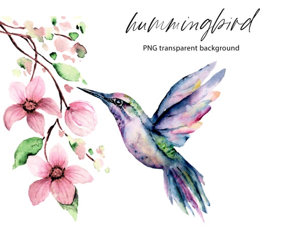 Hummingbird watercolor clipart colibri and pink flowers | Etsy