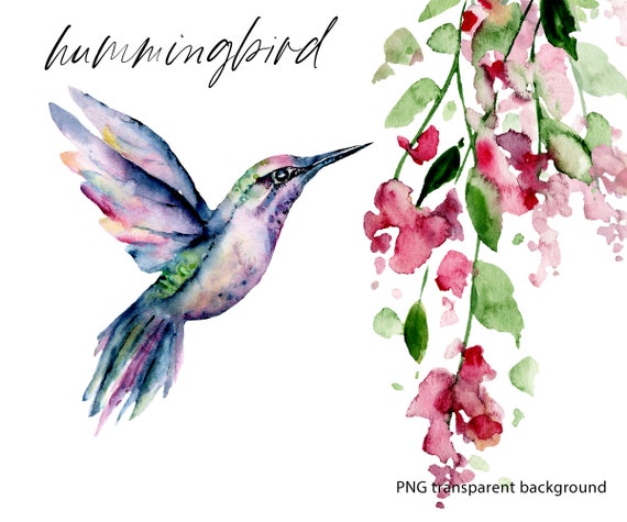 Download Watercolor Hummingbird And Tropical Flower Colibri Clipart Etsy