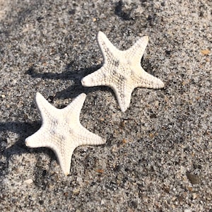 May include: Two white starfish with textured surfaces rest on a bed of gray sand. The starfish are in sharp focus, with their five arms clearly defined. The sand has a mix of colors and textures, creating a natural, beachy scene.