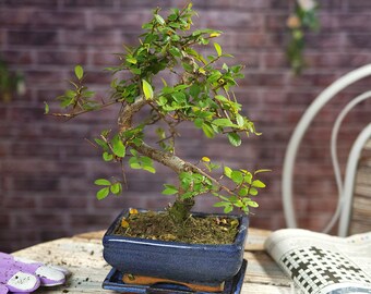 Bonsai Elm (Ulmus Parvifolia) 7 Years Old - In Ceramic Plant Pot  - 1 Tree - S Stlye - 20 to 30 Centimetres