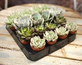Echeveria Mix - Plants - House Office Live Indoor Pot Plant - Ideal Wedding Favour Party Gifts