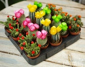 Mini Cactus Colourful Disco Mix - House Office Live Indoor Pot Plant - Ideal Wedding Favour Party Gifts