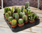 Cactus Mix - House Office Live Indoor Pot Plant - Ideal Wedding Favour Party Gifts - In 5cm Pots