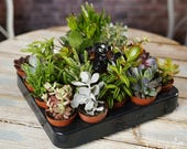 Succulent Mix - Plants - House Office Live Indoor Pot Plant - Ideal Wedding Favour Party Gifts