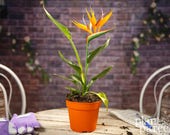 Strelitzia Bird Of Paradise - Indoor Orange Plant - Colourful Conservatory Gift plant - Ideal gift for all occasions.