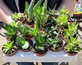 Aloe Vera Mix - Live Indoor Plants in 5.5cm Pot - Ideal Home Office Gift