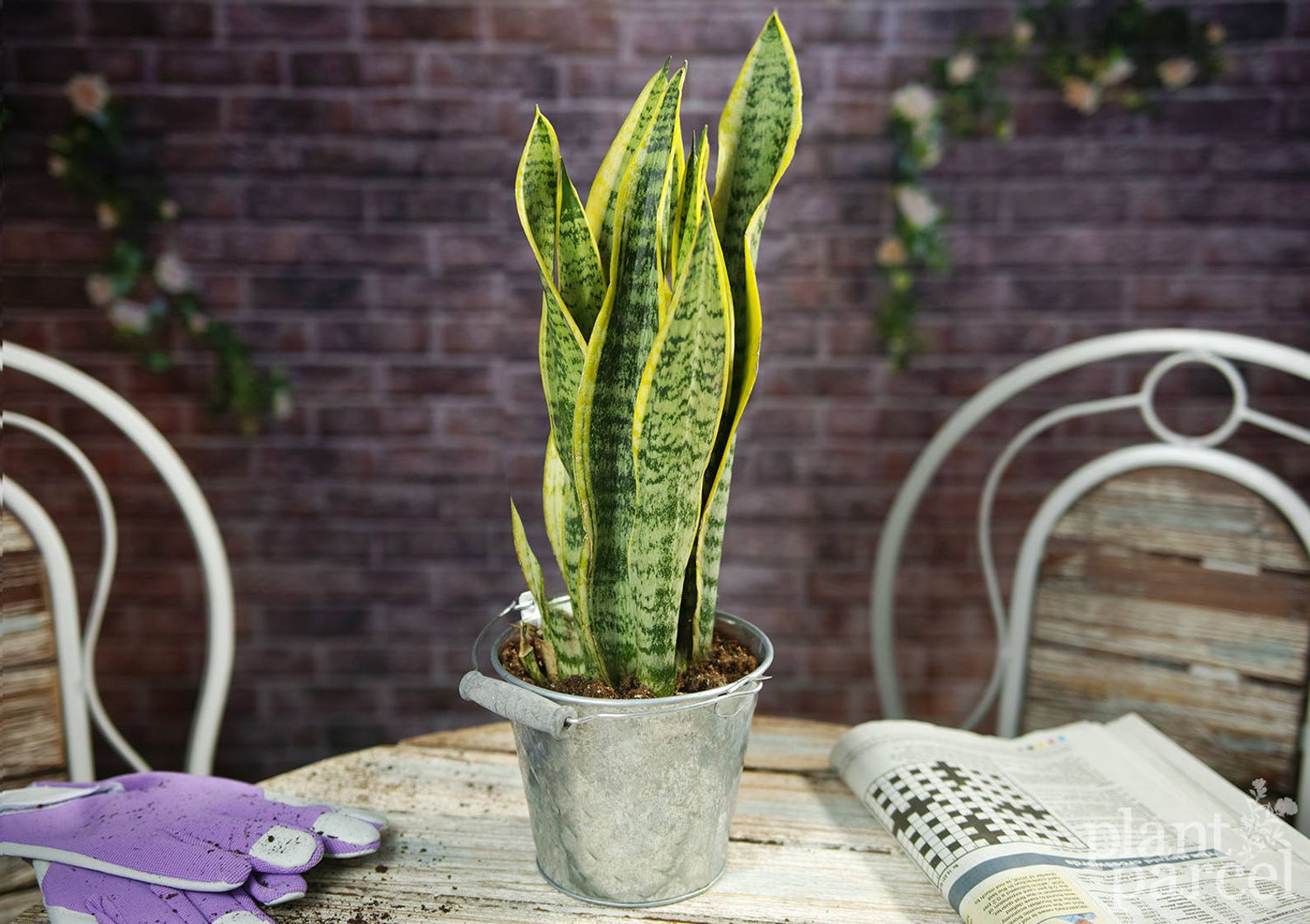 рязань авито сансевиерию