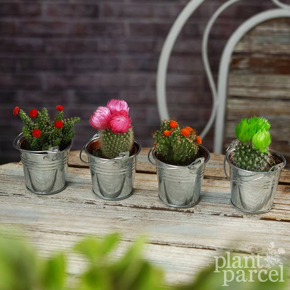 Mini Disco Cactus Mix In Decorative Metal Pails Plants Etsy