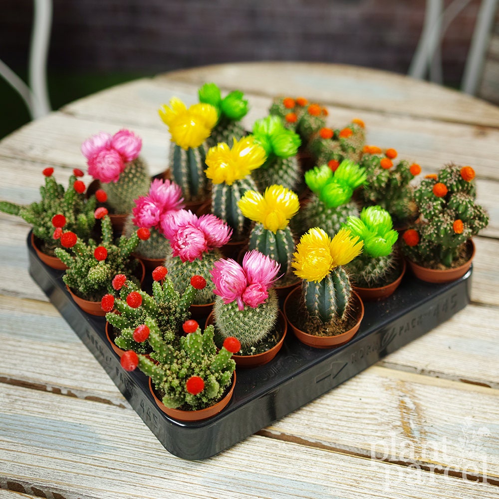  Mini  Cactus Colourful Disco Mix House  Office Live  Indoor  