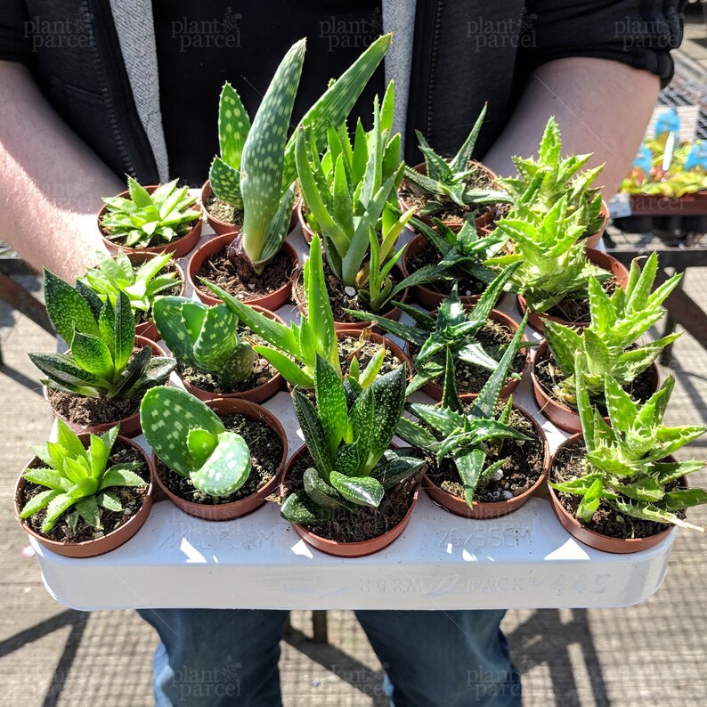 Aloe Vera Mix Live Indoor Plants in 5.5cm Pot Ideal Etsy