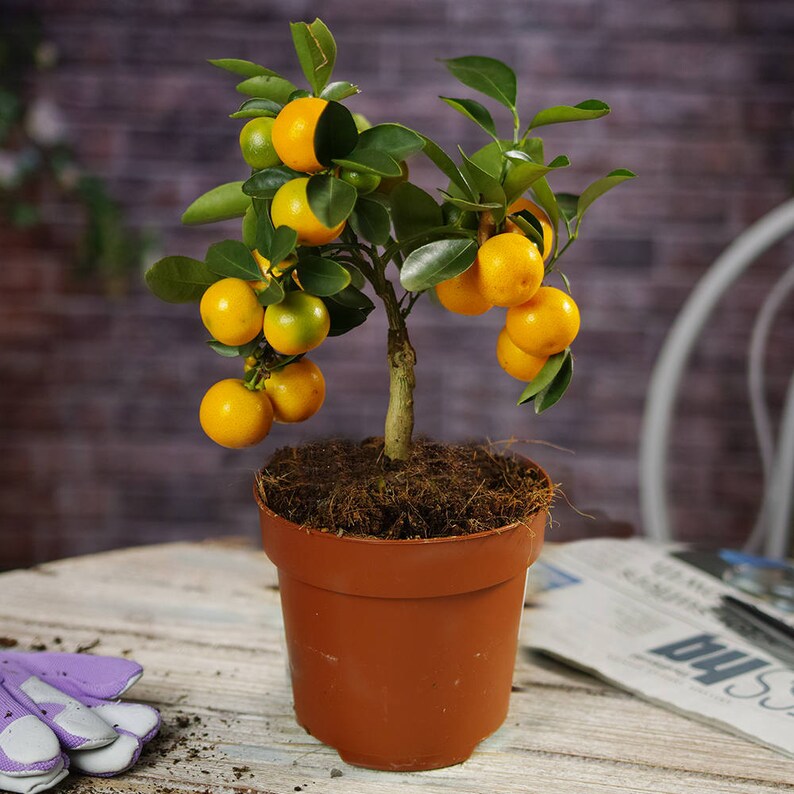 Mini Citrus Orange Tree In Decorative Pot 1 Plant House / Etsy