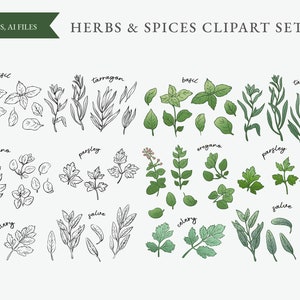 Herbs and Spices clipart set, Botanical Illustration, Plants and herbs instant download, Garden plants clipart, herbs PNG, EPS, AI