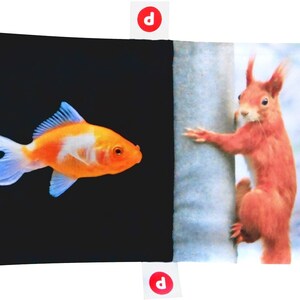 May include: A book with two different images on each side. The left side shows an orange and white goldfish swimming in a black background. The right side shows a red squirrel climbing a tree trunk.