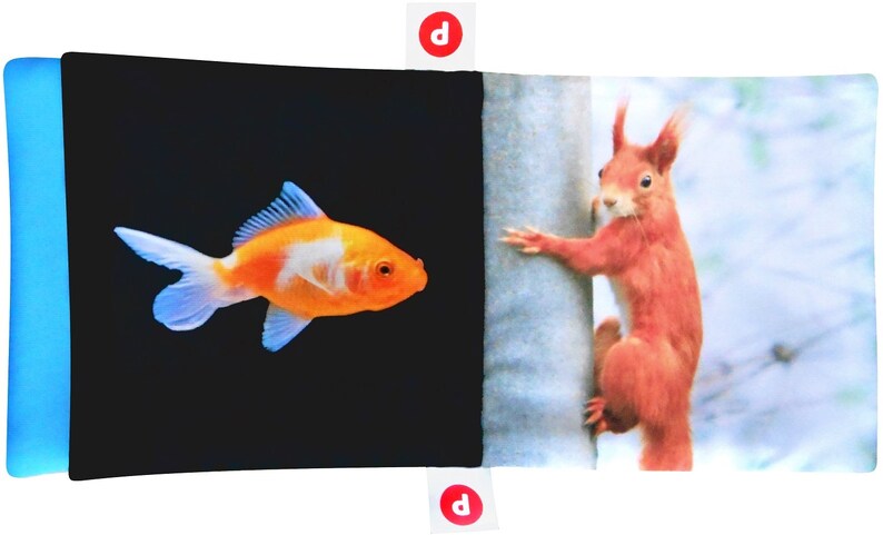 May include: A book with two different images on each side. The left side shows an orange and white goldfish swimming in a black background. The right side shows a red squirrel climbing a tree trunk.