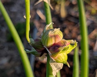 Egyptian Walking Onion Bulbils | Ontario Grown Perennial Onion Sets | Hardy Edible Garden Plant