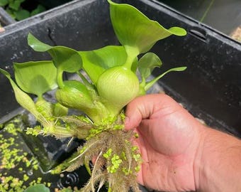 Live Water Hyacinth Floating Pond Plants | Natural Pond Filter, Aquatic Garden Plant
