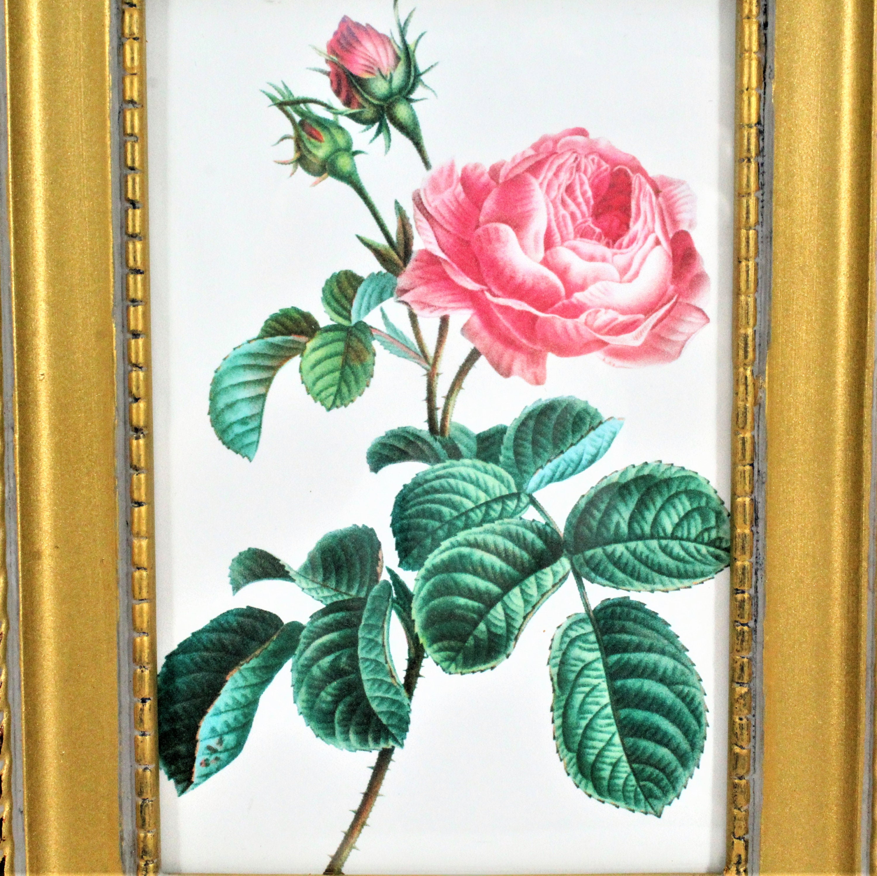 Gold Frames with Vintage Prints 3 Framed Roses wall art set Etsy