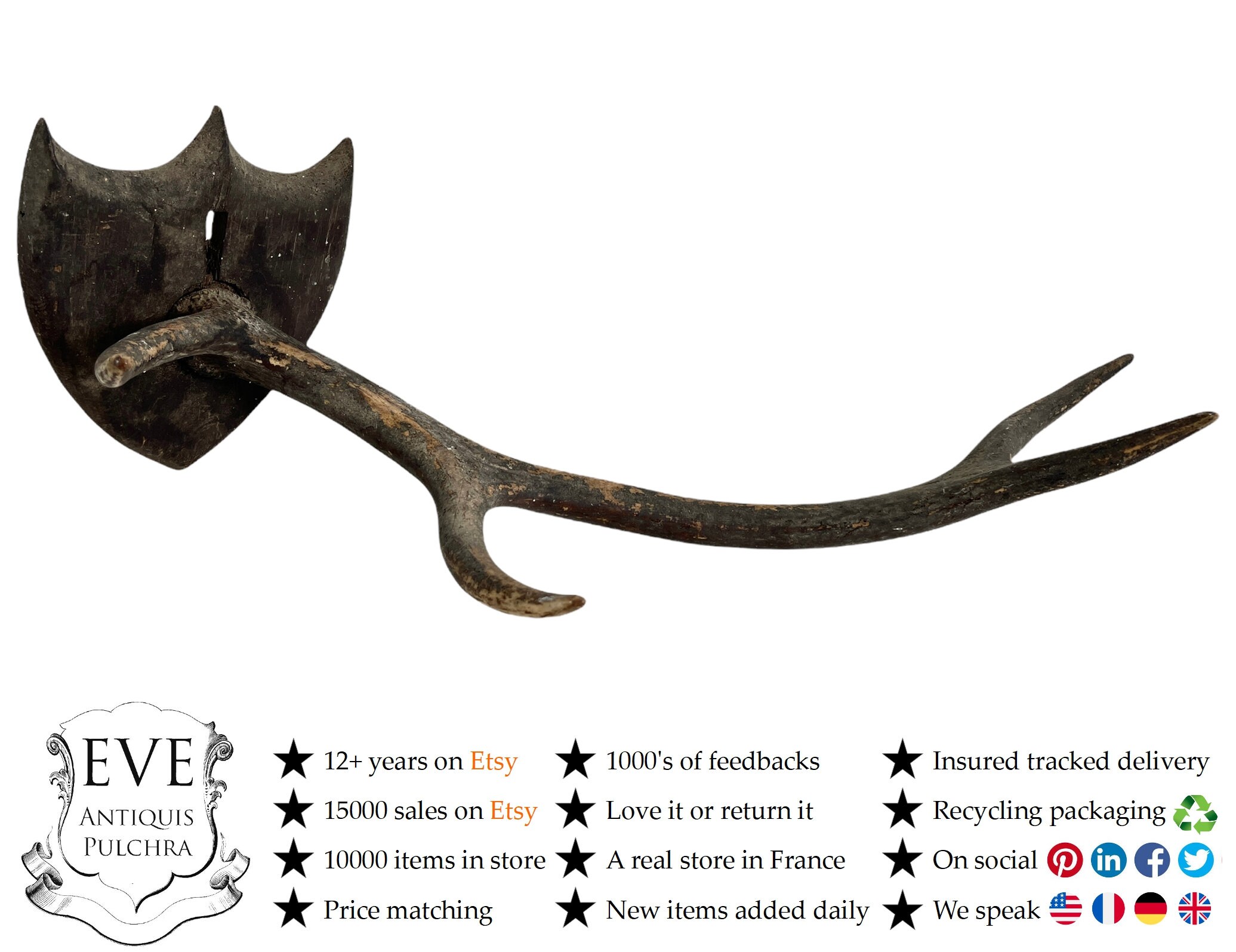 Antique Français Cerf Petits Bois Trophée de Chasse Aux Accrochage Mural Affichage Décor Taxidermie 