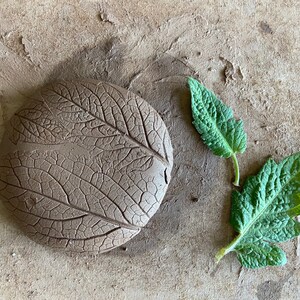 May include: A close-up of a leaf imprint in clay, with two real leaves beside it. The clay is a light brown colour, and the leaves are a vibrant green.