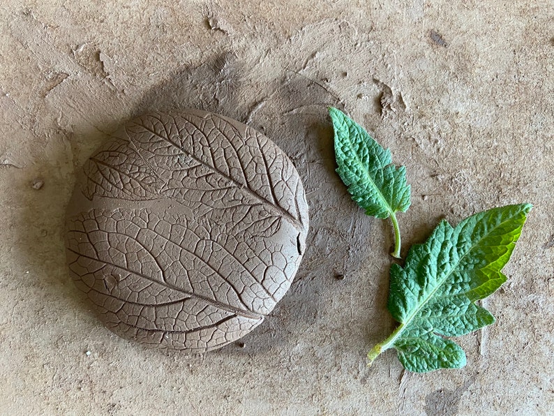 May include: A close-up of a leaf imprint in clay, with two real leaves beside it. The clay is a light brown colour, and the leaves are a vibrant green.