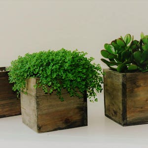 Puede incluir: Tres macetas cuadradas de madera con diferentes tipos de plantas verdes. Las macetas están hechas de madera rústica con una mancha marrón oscura.