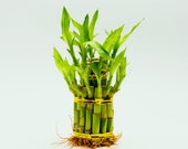 Lucky Bamboo Bunch (Approx. 20) Easy Indoor House Plant Dracaena Sanderiana