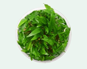 Cryptocoryne Wendtii Green 'Gecko' Tissue Culture Aquatic Plant