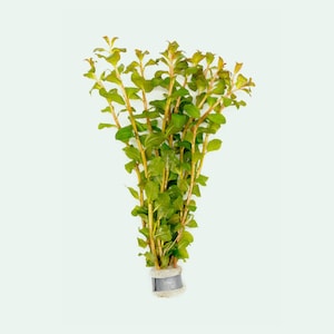 Ludwigia Senegalensis Live Aquarium Plants, Easy Aquatic Plants, Stem Plant for Planted Aquarium, Aquascaping and Fish Tank Decoration