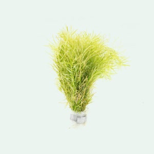 Rotala Nanjenshan Live Aquarium Stem Plants, Aquatic Plant for Freshwater Planted Aquarium Tank, Aquascaping, Nature Aquarium