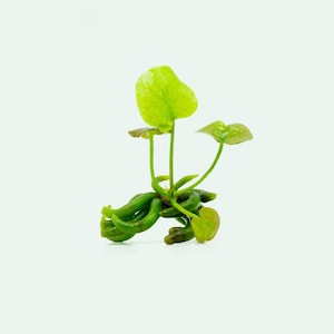 May include: A close-up of a green aquatic plant with multiple leaves and stems. The plant is growing in a pot and has a light green color.