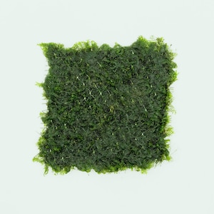 Fissidens Fontanus - Phoenix Moss on Stainless Steel Mesh, Aquatic Moss, Feathery Live Moss for Planted Aquariums, Terrariums, Fairy Garden